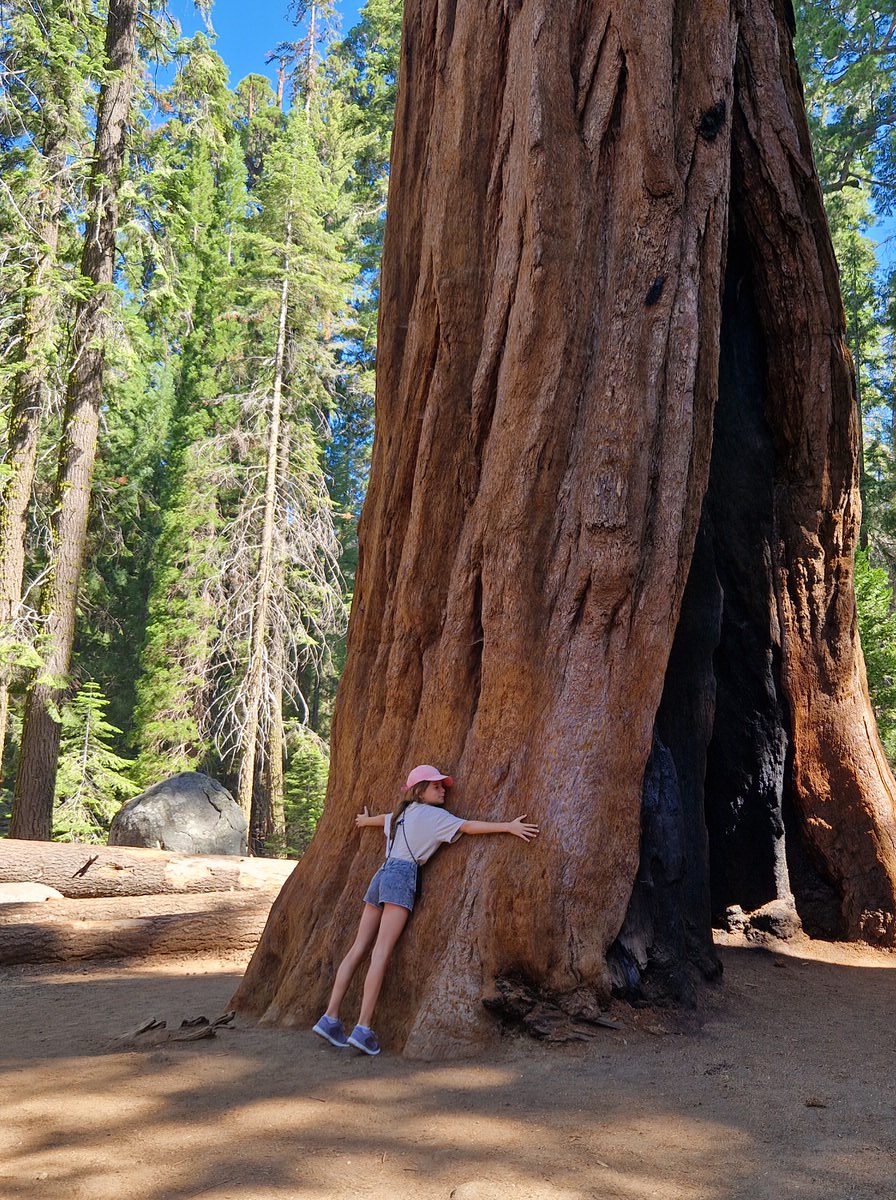 USA mit Kindern: Sequoia Nationalpark