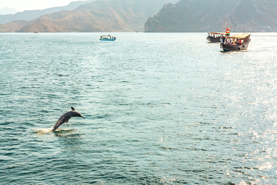 Oman mit Kindern Delfine 