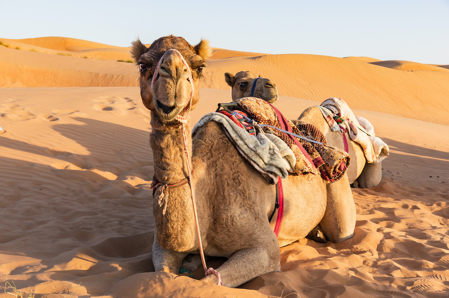 Oman mit Kindern Wüste Kamel