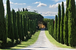 Stilechte Anreise zum Al Gelso Bianco – Zypressen links, Zypresse rechts, das Weingut im Blick