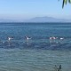 Alkyona-Beach-Nord-Griechenland-Flamingos