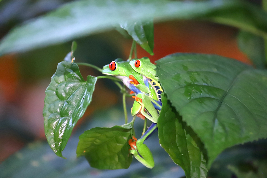 Diesem kunterbunten Frosch werdet Ihr in Costa Rica Familienurlaub häufiger begegnen (Foto: For Family Reisen)
