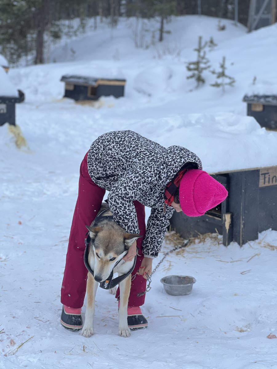 Familienurlaub in Norwegen: Viermal Hund geschirren heißt es vor der Fahrt! (Bild: Sonja Alefi)
