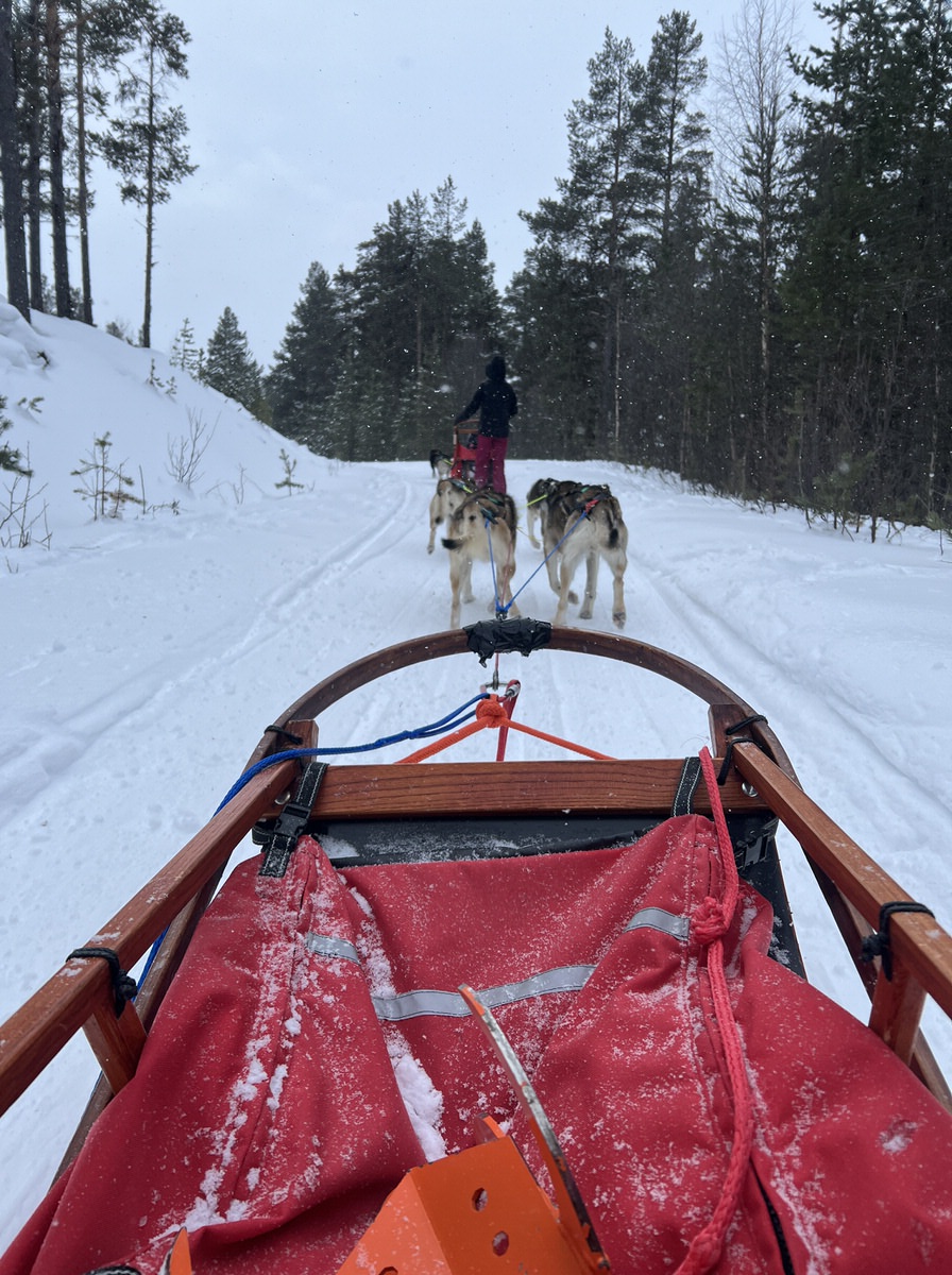 Rasante Fahrt durch die Winterlandschaft mit den Husky Schlitten in Norwegen mit Kindern