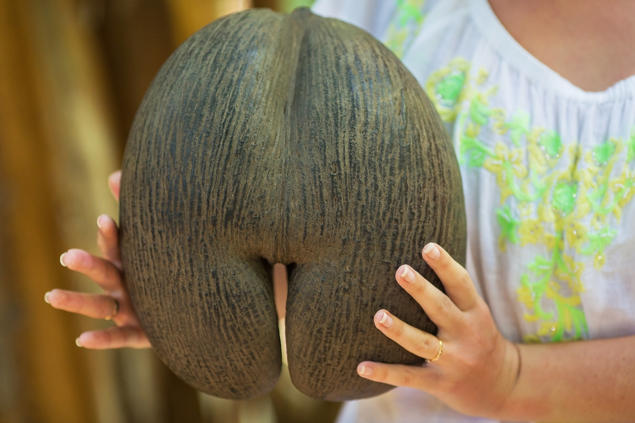 Die größten Kokosnüsse der Welt gibt es auf den Seychellen
