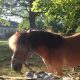 Pferde gibt´s natürlich auch auf Solberga Gard