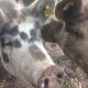 Schweine füttern auf Solberga Gard: Die hier freuen sich schon auf viiiiele Kinder!
