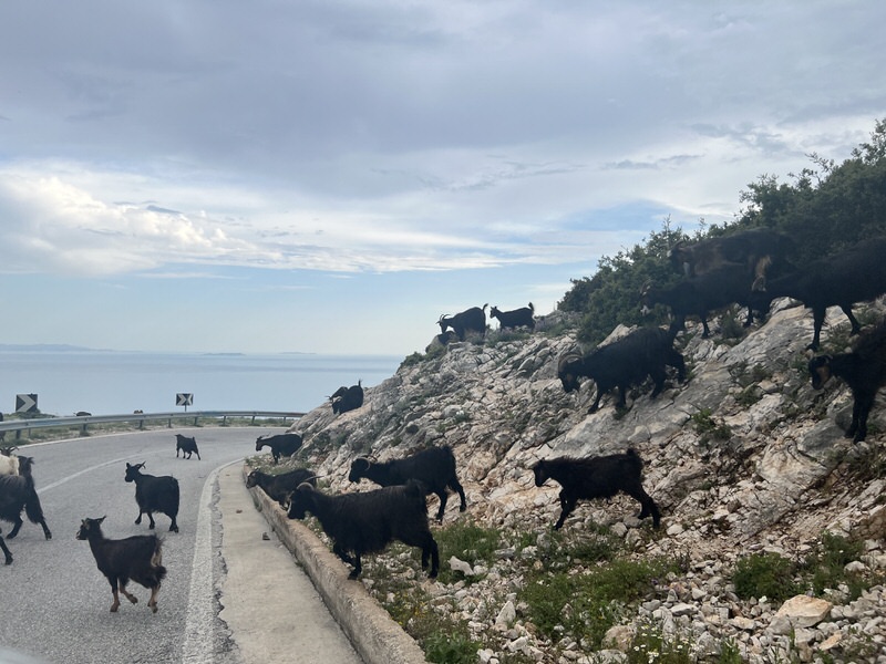 Mit Ziegen müsst Ihr Euch beim Familien-Roadtrip durch Albanienhäufiger mal teilen. Da gilt dann: Abwarten, bis die Herde vorbeigezogen ist (Bild: Verena Huber-Marti)