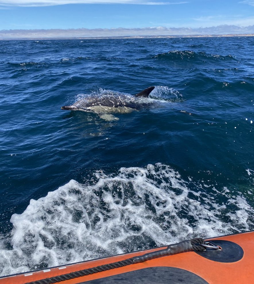 Algarve mit Kindern: Die frechen Delfine kommen ganz nah ans Boot und surfen auf der Bootswelle