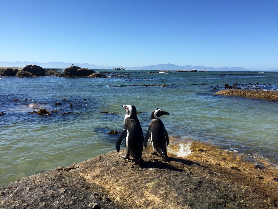 Pinguine gucken am Bolders Beach in Südafrika (Foto: Little Travel Lady Antonia Birk)