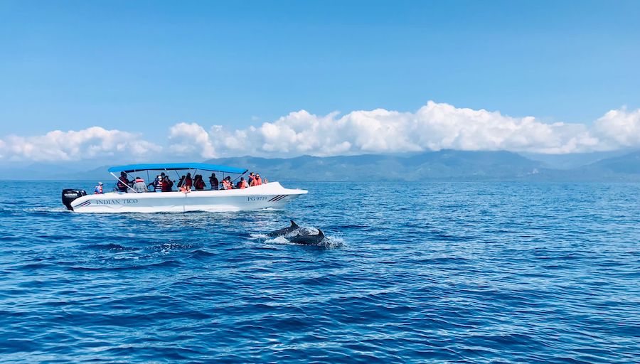 Nicht nur Wale, auch Delfine könnt Ihr auf einer Bootstour mit den Kids zu Gesicht bekommen (Foto: For Family Reisen)