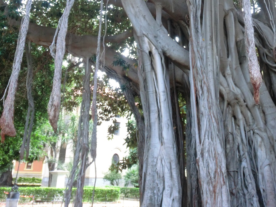 Sizilien mit Kindern: Die gigantischen Feigenbäume im Giardino Garibaldi (Foto: Lucia Vaccaro Notte)