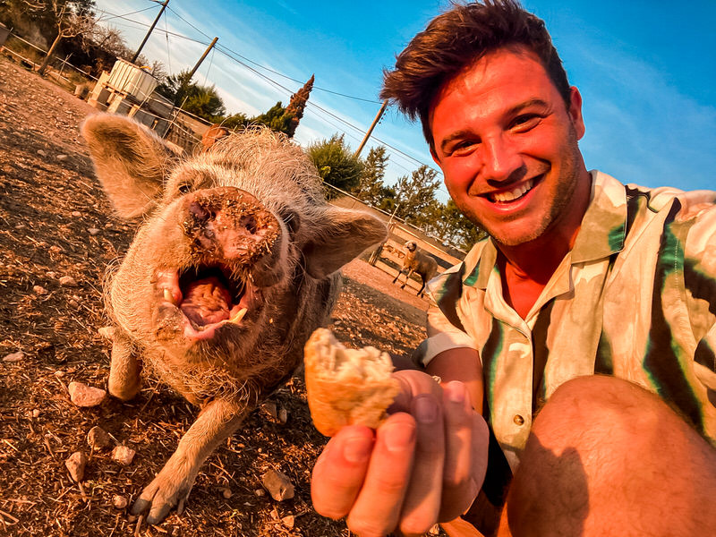 Gastgeber Kiko - Selfie mit Schwein