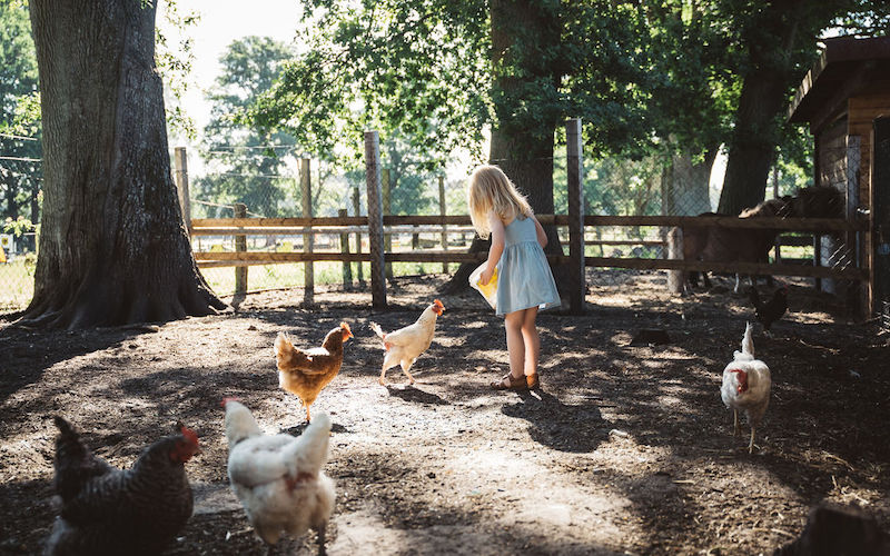 Familienurlaub in Niedersachsen: Hühner füttern auf dem Bullerbü-Design-Bauernhof Landhaus Averbeck