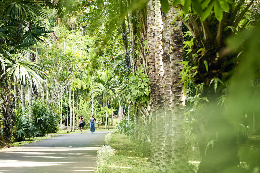 Ausflugstipp für Euren Familienurlaub auf Mauritius - der Botanische Garten. Foto: © Attitude Hospitality Management Ltd. 