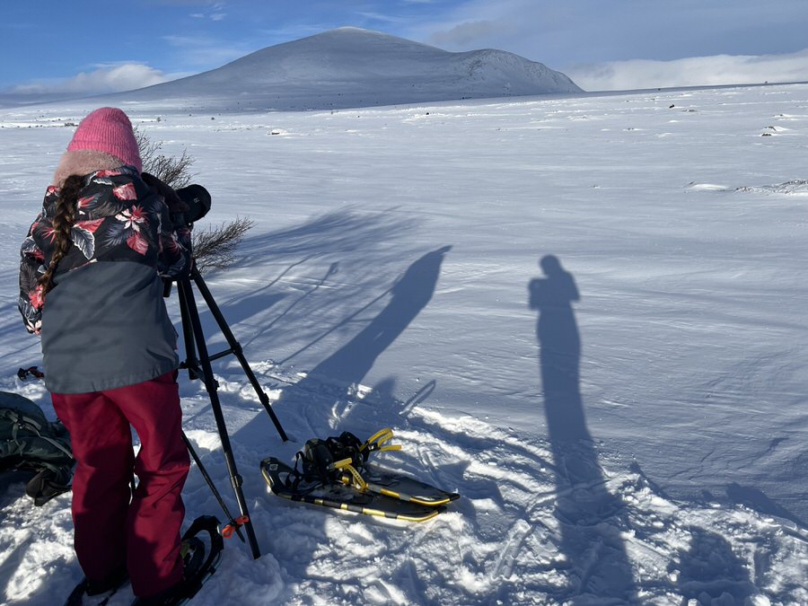Moschusochsenfernsehen beim Mittagessen im Dovrefjell Nationalpark (Bild: Sonja Alefi)