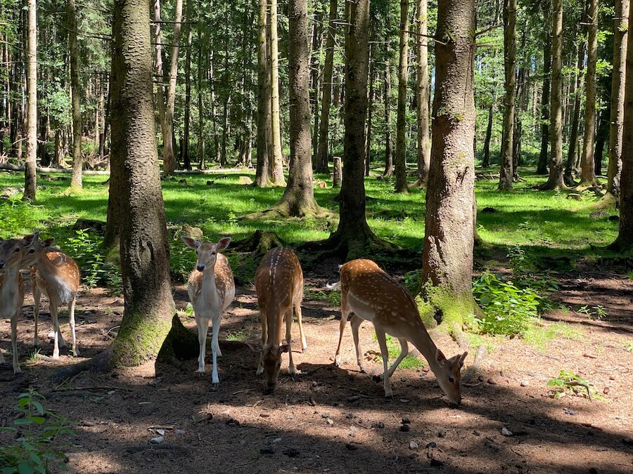 Im Bergtierpark laufen die Rehe frei im Wald rum. Sie kommen nur, wenn sie Hunger haben und gefüttert werden wollen (Foto: Sonja Alefi)