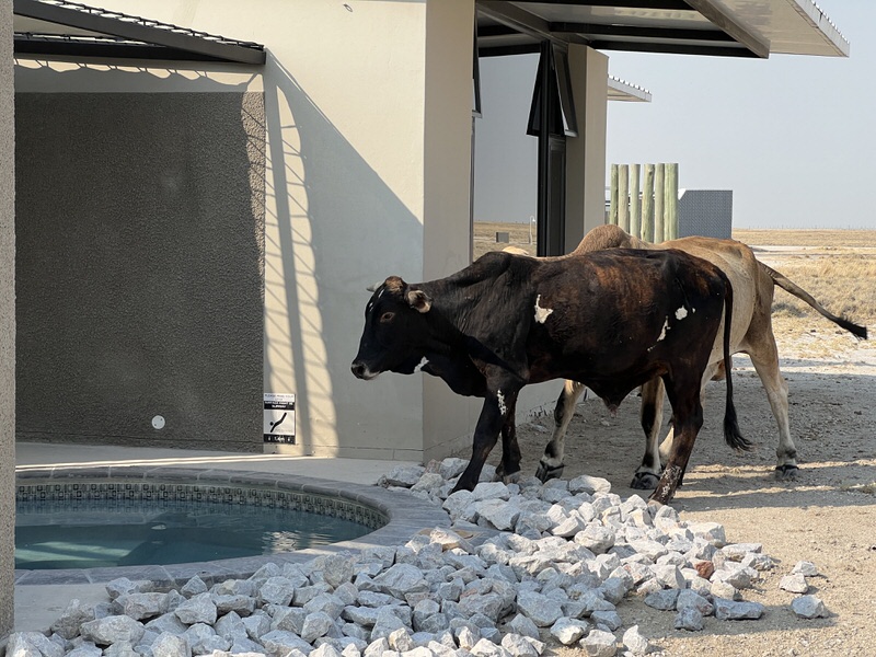 Namibia mit Kindern: Was für eine Aufregung! Die Rinder kamen zum Trinken an unseren Pool in der King Nehale Lodge