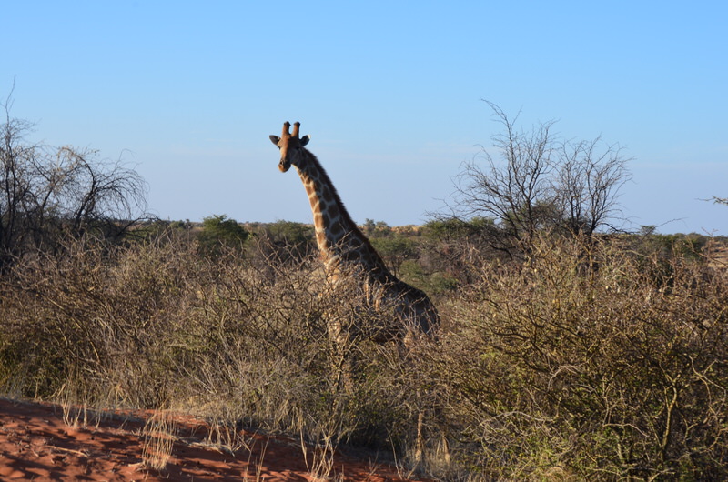 Neugierige Giraffen säumten unseren Weg auf dem Game Drive in der Kalahari