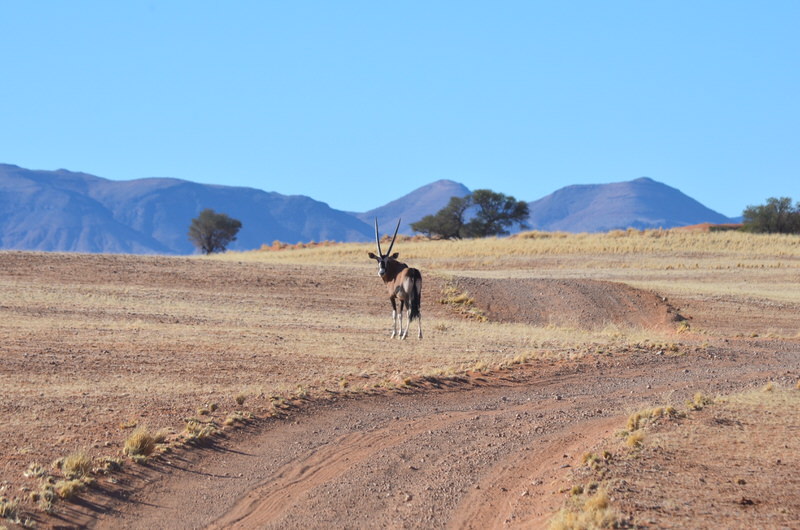 Namibia: Oryxen immer mit Respekt begegnen. Diese furchtlosen Antilopen können ziemlich sauer werden.