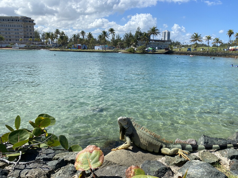 Iguanas gibts hier in Puerto Rico überall: Beeindruckend, aber nicht gefährlich.
