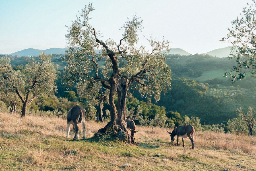 Eineinhalb Autostunden von Rom entfernt grasen die Esel in aller Ruhe