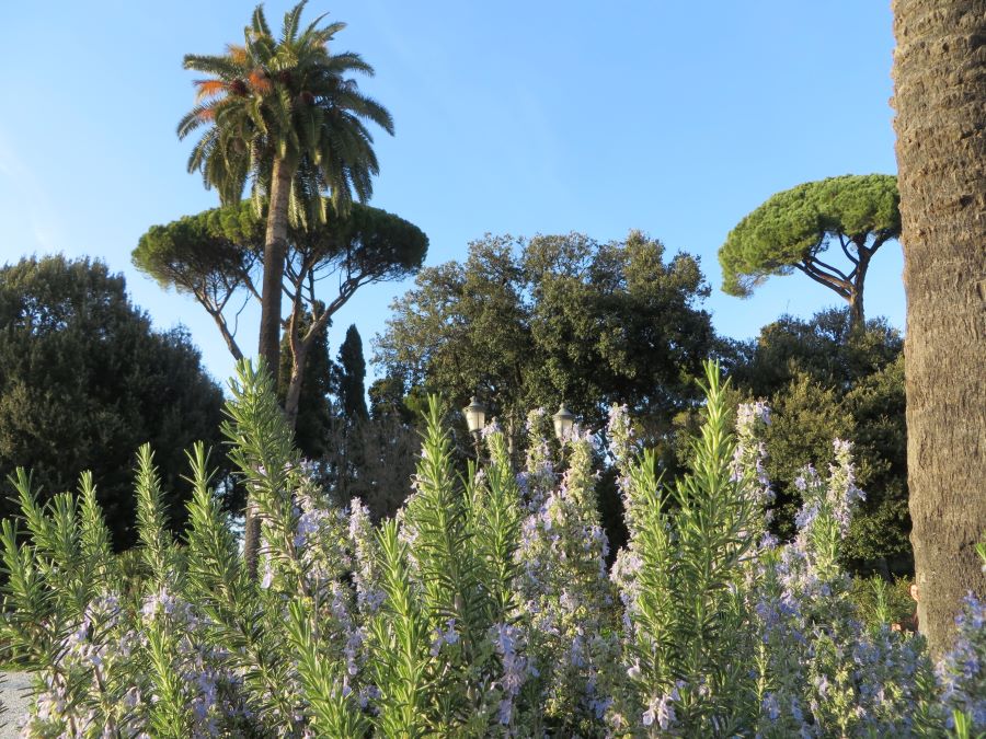So schön blüht die Villa Borghese bereits Anfang März